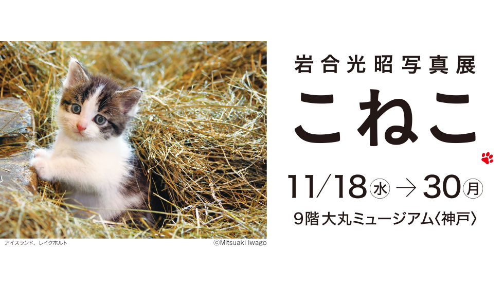 岩合光昭写真展 こねこ 大丸ミュージアム 神戸旧居留地オフィシャルサイト 岩合光昭写真展 こねこ 大丸ミュージアム 神戸旧居留地オフィシャルサイト